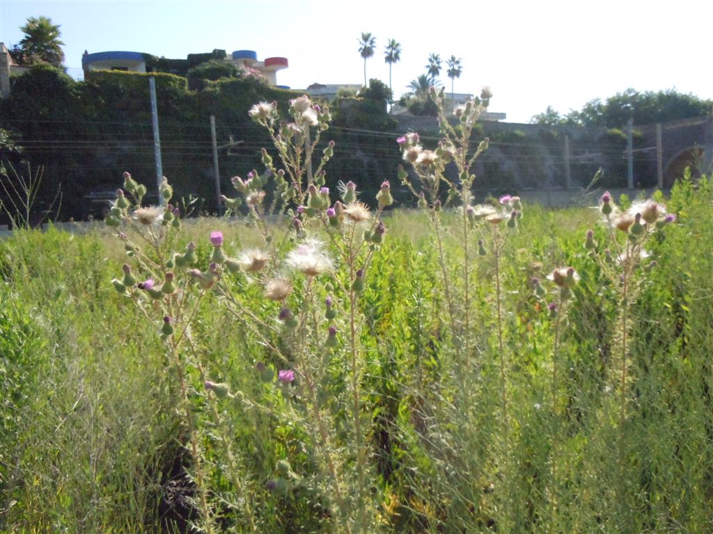 Cirsium vulgare